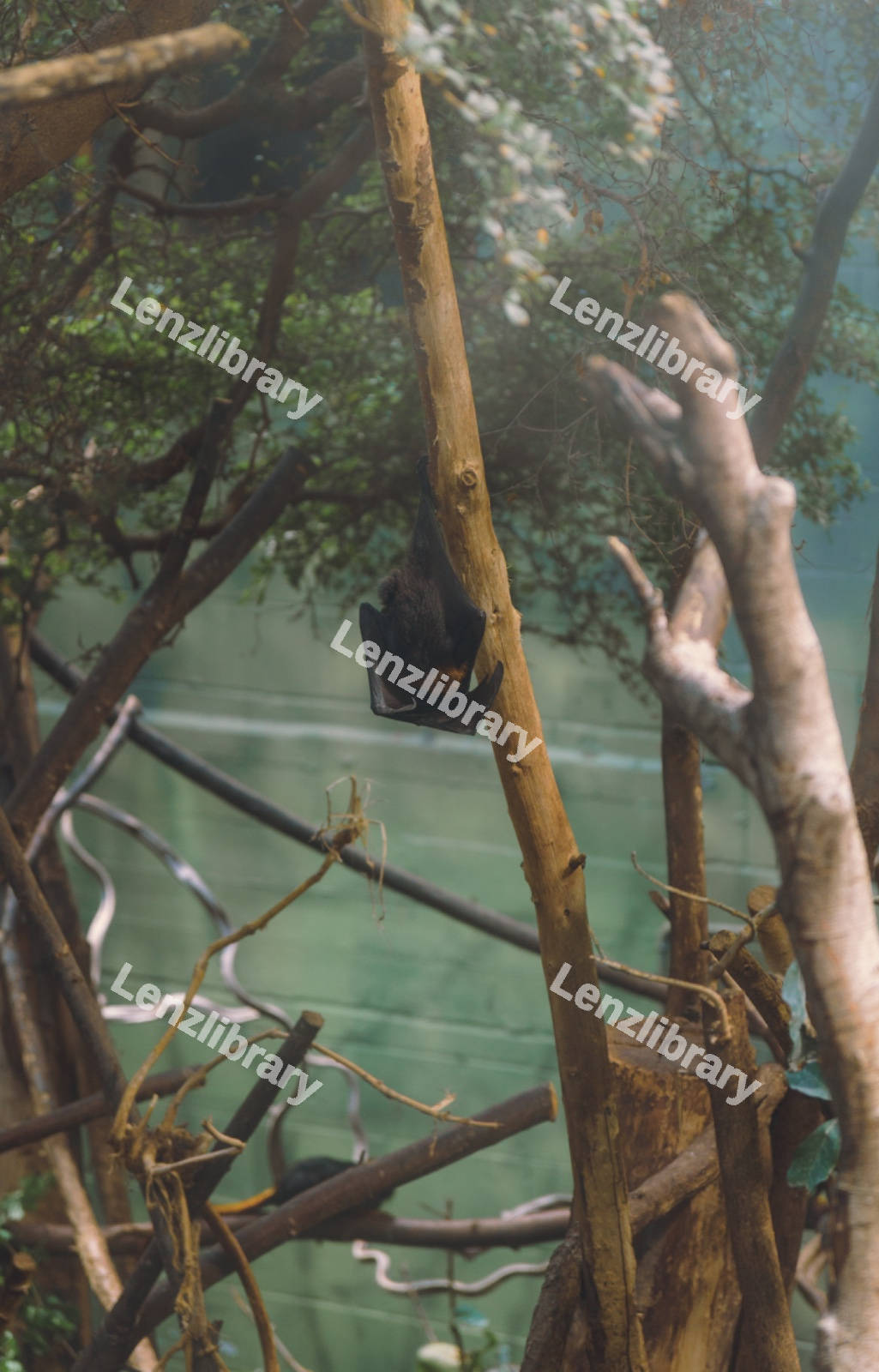 A Flying Fox Curled Up